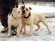 old_english_bulldog