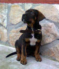 Black and tan tosa puppy
